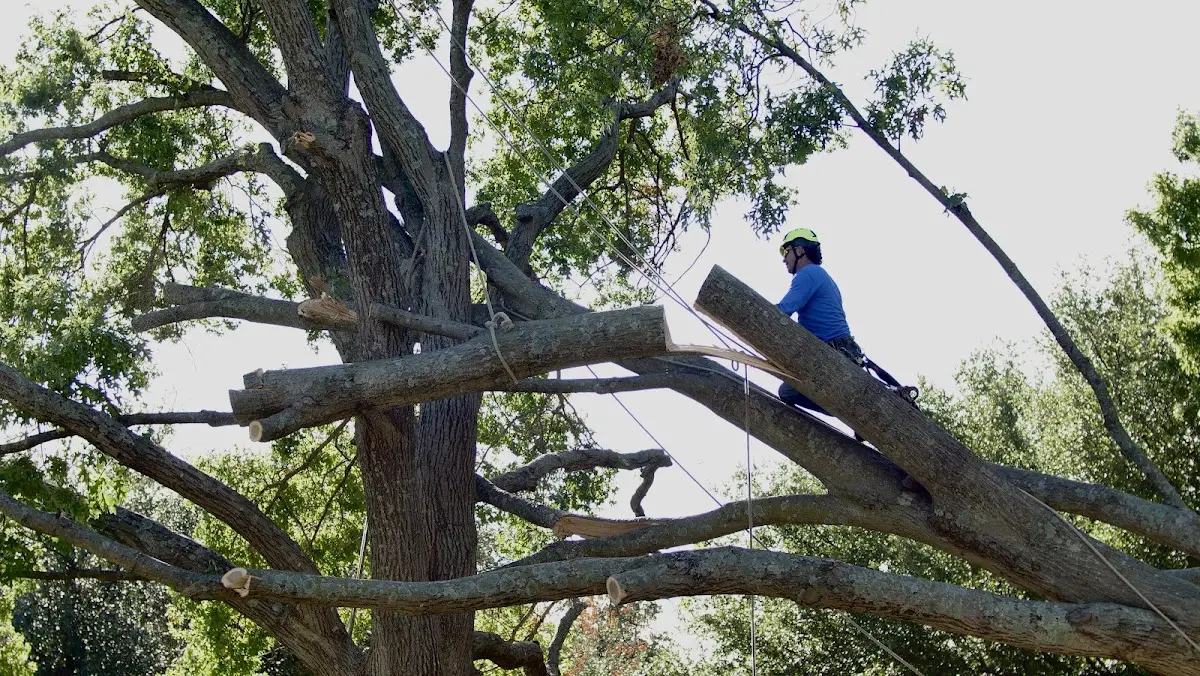 Professional Crown Thinning performed by certified arborists in Palco