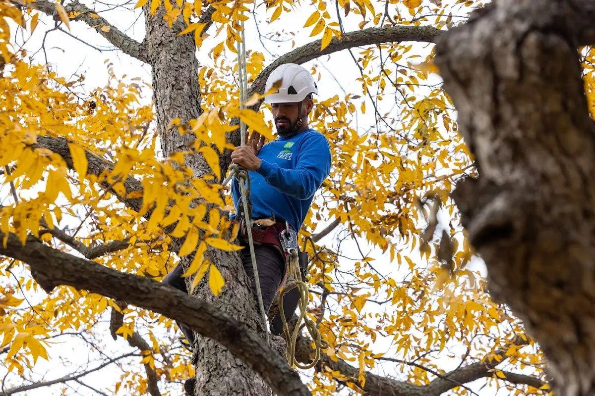 Skilled Emergency Tree Service crew working in Palco
