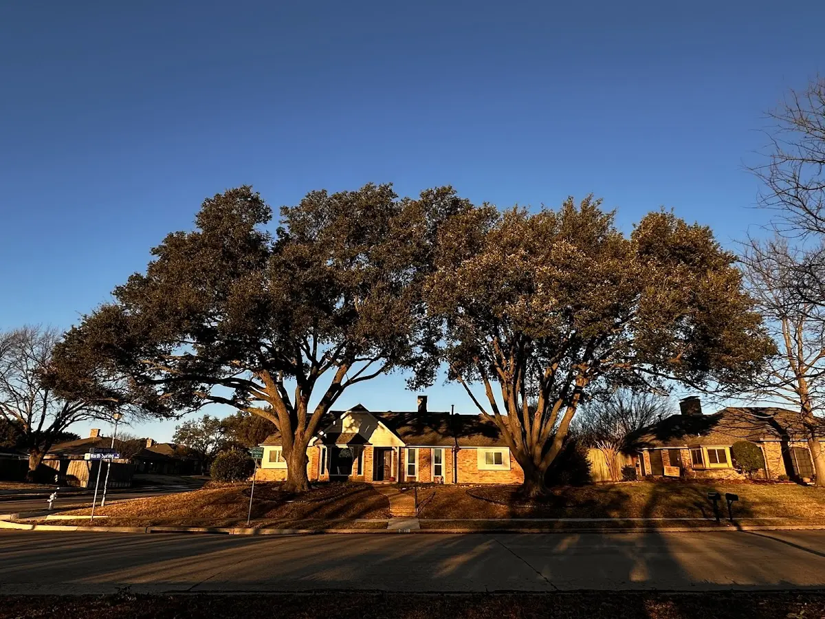 Established residential canopy tree shading a home in Palco